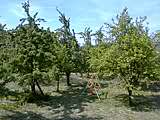 Der Garten, von der Haustr aus gesehen. Anklicken zum Vergrern